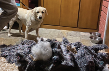 Σκύλος στο ορεινό Καταφύγιο Αγράφων