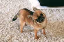 Γιατί ο σκύλος μας γέρνει το κεφάλι του όταν του μιλάμε;