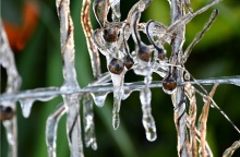 Παγωμένο λουλούδι λόγω χαμηλής θερμοκρασίας