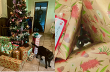 Γάτα μετέφερε φίδι κάτω από χριστουγεννιάτικο δέντρο