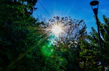 Ήλιος διακρίνεται πίσω από τα φυλλώματα δέντρου