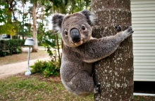 Κοάλα κινδύνευσε σε πολυσύχναστο αυτοκινητόδρομο της Αυστραλίας - ο 39χρονος σωτήρας του σταμάτησε την κυκλοφορία για να το βοηθήσει.