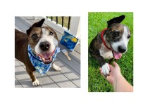 Σκύλος υιοθετήθηκε χάρη στις ζωγραφικές του ικανότητες - Σώθηκε από ρινγκ κυνομαχιών, έχασε το ένα του αυτί, μα όχι το κουράγιο του ο φιλότεχνος Βαν Γκογκ