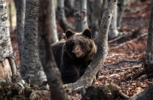 Αρκτούρος: Ο καλός καιρός δεν απέτρεψε τις αρκούδες να βυθιστούν σε χειμέριο λήθαργο - Το Κέντρο Προστασίας κλείνει για τους επισκέπτες ως τον Μάρτιο.