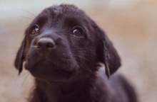 Πρόγραμμα στειρώσεων και εμβολιασμών αδέσποτων ζώων από το υπουργείο Εσωτερικών – Χρηματοδοτούνται οι Δήμοι, καθορίζονται οι προδιαγραφές για τα καταφύγια.