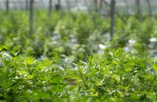 Εγκαίνια για το μεγαλύτερο ευρωπαϊκό εργοστάσιο φαρμακευτικής κάνναβης στην Κόρινθο