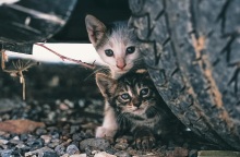 Κορυδαλλός: Άγνωστος κυκλοφορεί με αεροβόλο, κακοποιεί και βασανίζει αδέσποτα - Φιλοζωικές οργανώσεις έχουν επικηρύξει τον δράστη.