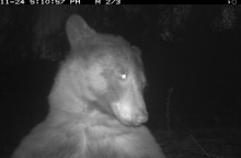 Aρκούδα σε πάρκο στο Κολοράντο των ΗΠΑ απαθανατίστηκε σε 400 φωτογραφίες selfie - Οι εικόνες της έγιναν viral στα social media.