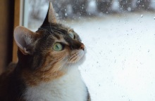 Ο καιρός σήμερα, Κυριακή 29 Ιανουαρίου: Παροδικές βροχές σε αρκετές περιοχές, πτώση θερμοκρασίας και χιονοπτώσεις - Η πρόγνωση του Εθνικού Αστεροσκοπείου.