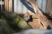 Δασύουρος στην Αυστραλία