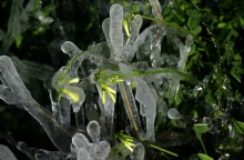 Κλαδιά με παγετό