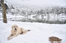 Σκύλος στο χιονισμένο τοπίο της λίμνης Μπελέτσι