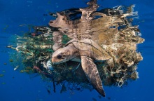 Underwater Photographer of the Year 2023: Ανακοινώθηκαν τα αποτελέσματα του διαγωνισμού φωτογραφίας - Το υπέροχο portfolio των ωκεανών.
