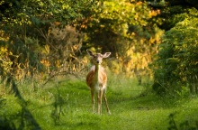 Μελέτη: Ανησυχητικά τα ποσοστά τοξικών χημικών ουσιών PFAS που βρέθηκαν στο αίμα ζώων - Συνδέονται με τον καρκίνο και άλλα προβλήματα υγείας.