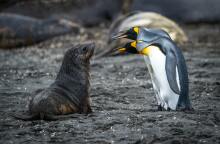 Φώκια Πιγκουίνοι