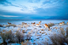 Οι τεράστιες απώλειες της βιοποικιλότητας μπορεί να είναι η αρχή μιας νέας μαζικής εξαφάνισης, υποστηρίζει νέα έρευνα - Τα ιστορικά παραδείγματα.