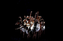 Ballet Preljocaj, "Η λίμνη των κύκνων"