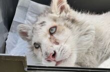 Λευκό τιγράκι