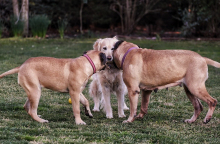 Η σημασία του να κοινωνικοποιείς τον σκύλο σου