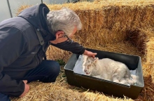 Λευκό τιγράκι