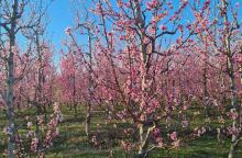 Βέροια -ανθισμένες ροδακινιές