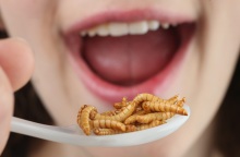 Εντομοφαγία: Εγκρίθηκαν τρόφιμα με συστατικά από γρύλο, αλευροσκουλήκι, ακρίδα στην Ευρωπαϊκή Ένωση - Τα πλεονεκτήματα και οι αντιδράσεις.