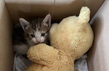 Δίκη για το Μάτι: Ένα νεογέννητο γατάκι είχε παγιδευτεί στη βοηθητική αίθουσα στο Εφετείο. Tο απεγκλώβισαν εθελοντές και θα ονομαστεί «Μάτι».