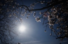 Άνοιξη - Αμυγδαλιά