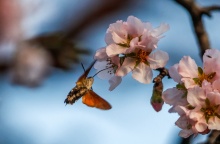 Ανθισμένη αμυγδαλιά και έντομο 