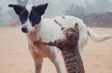Αφιέρωμα: Παγκόσμια Ημέρα Αδέσποτων Ζώων, 4 Απριλίου