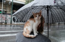 Ο καιρός σήμερα, Κυριακή των Βαΐων, 9 Απριλίου - Αναλυτική πρόγνωση για όλη την Ελλάδα από την ΕΜΥ - Η πρόβλεψη για τη Μεγάλη Εβδομάδα.