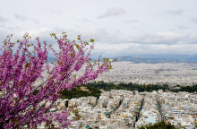 Κουτσουπιά, Αθήνα. 