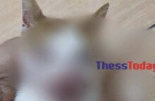 Κακοποιημένο γατάκι στη Θεσσαλονίκη