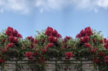 7 υποαλλεργικά λουλούδια για να φυτέψετε στον κήπο σας