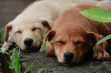 Άγνωστος τοποθέτησε φόλες στο Τυμπάκι Ηρακλείου με αποτέλεσμα να χάσουν τη ζωή τους πέντε σκυλιά - Εκπαιδευμένο σκυλί της Θηροφυλακής εντόπισε το δηλητήριο. 
