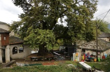 Υπουργείο Περιβάλλοντος: Σειρά μέτρων προστασίας για τα πλατάνια - Τι προβλέπουν τα μέτρα που θεσπίζονται με κανονισμούς της Ευρωπαϊκής Επιτροπής.