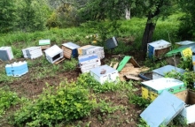 Aρκούδα τρώει μέλι σπάζοντας κυψέλες παραγωγών στη Χαλκιδική