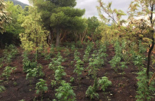 Χασισοφυτείες 