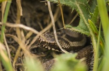 Θεσσαλονίκη: Σημαντική βελτίωση στην κατάσταση της υγείας 39χρονης που νοσηλεύεται στη ΜΕΘ του Παπανικολάου, μετά από δάγκωμα οχιάς σε σχολείο.
