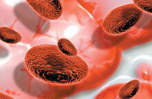blood cells 
