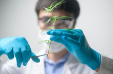  Φαρμακευτική κάνναβη. 