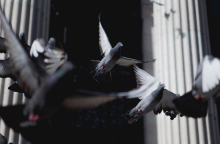 Τα περιστέρια της Αθήνας