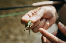 ΗΠΑ: Πέντε κρούσματα ελονοσίας στη Φλόριντα και το Τέξας - τα πρώτα εδώ και 20 χρόνια που διαγνώστηκαν στη χώρα - Οι επιπτώσεις της νόσου.