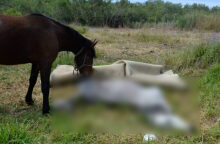 Νεκρό άλογο και κοντά το ένα ακόμη άλογο σε παραποτάμια περιοχή του Βόλου