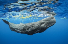 Μπράιαν Σκέρι: Ο συναρπαστικός κόσμος των φαλαινών και άλλες υποβρύχιες ιστορίες το καλοκαίρι στην Αντίπαρο - Θα μιλήσει για το «Secret of the Whales».