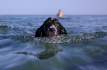 Καιρός: Ξεπέρασε τους 36 βαθμούς Κελσίου η μέγιστη θερμοκρασία σήμερα - Αναλυτική πρόγνωση για την Τετάρτη 5 Ιουλίου από το meteo και την ΕΜΥ.