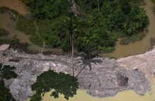 Αμαζόνιος - Δέντρα