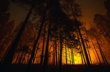 Τα δάση καίγονται το χειμώνα