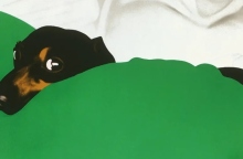 «Ίων ο Κύων»: Σκύλοι, άνθρωποι, και άλλα ζώα.