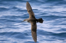 Τα έξι θαλασσοπούλια που πετούν πάνω από τις ελληνικές θάλασσες.